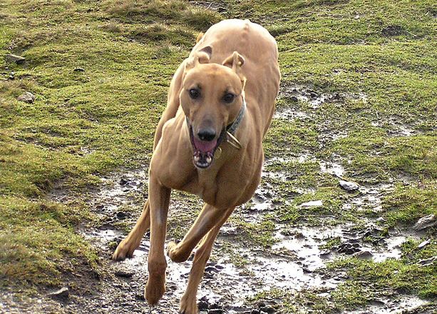 Greyhounds är skapta för löpning