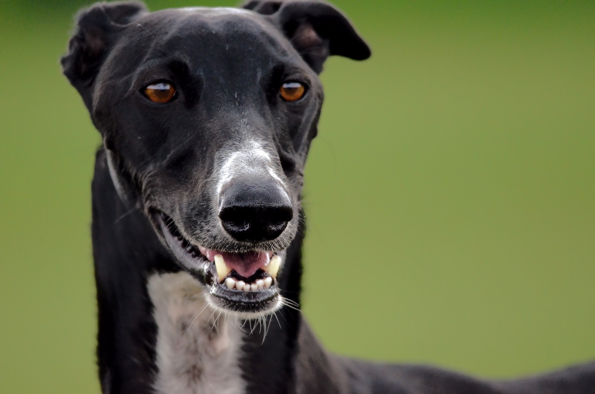 Greyhound är en vacker ras